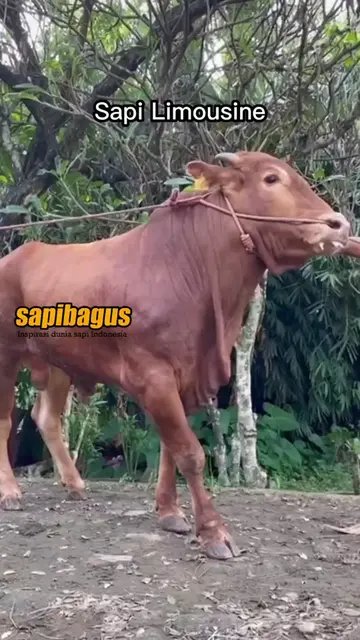 Sapi-Limousin